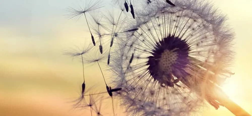 免疫支持基礎知識|免疫系統運作原理與四大營養補充品推薦